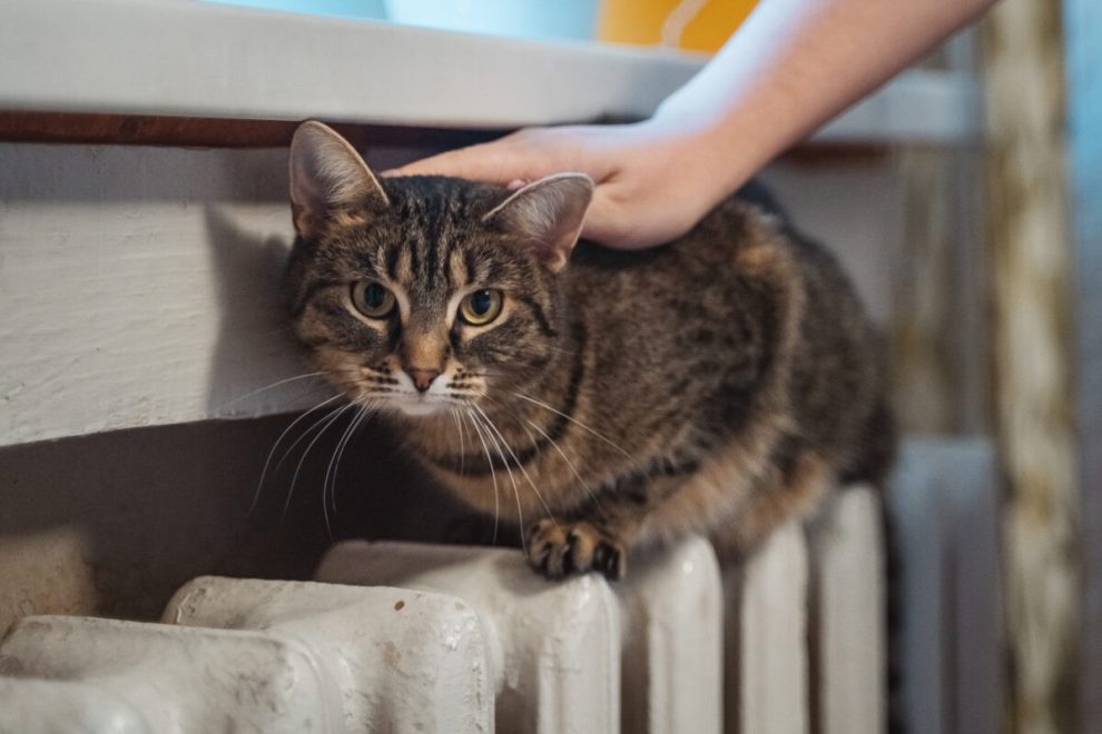 Фото: Леонид Смирнов/РИА Верхневолжье