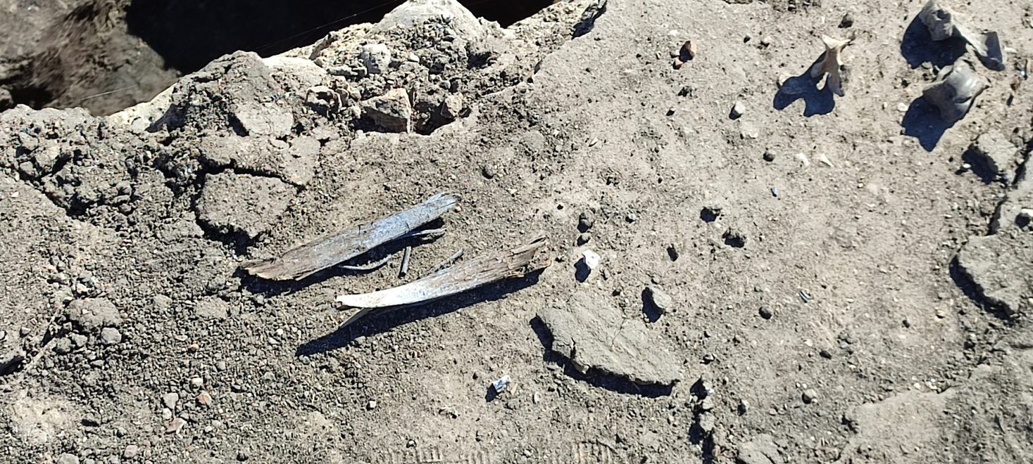 раскопки (8)