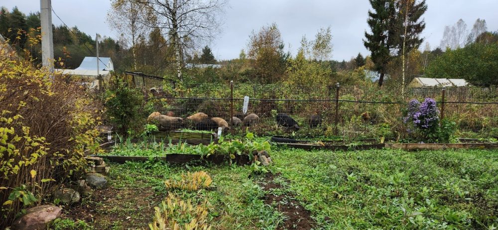 свиньи в калининском округе 2