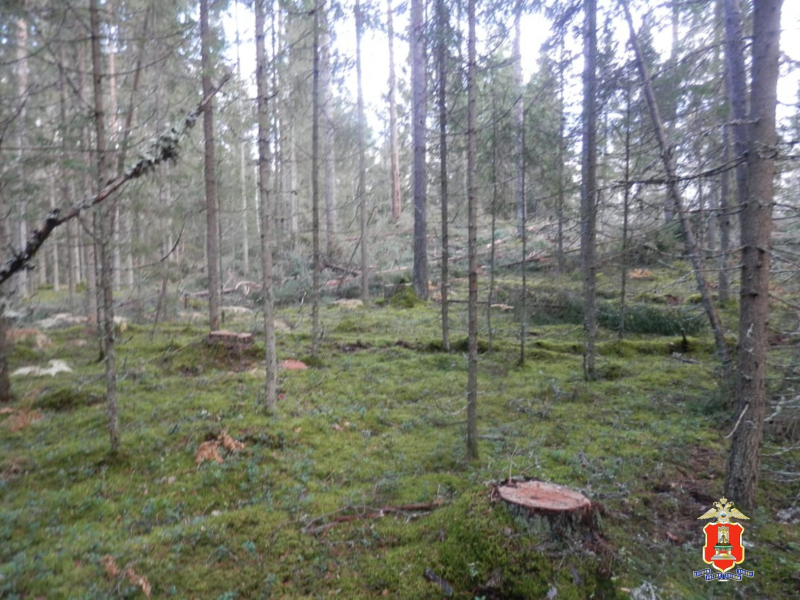 черный лесоруб из торопца мвд 1