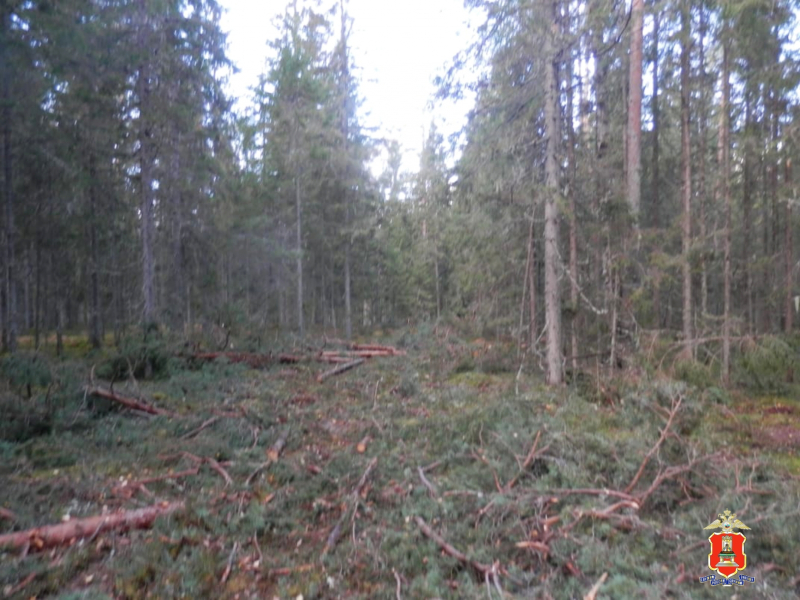 черный лесоруб из торопца мвд 2