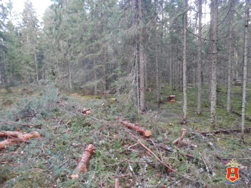 черный лесоруб из торопца мвд 3