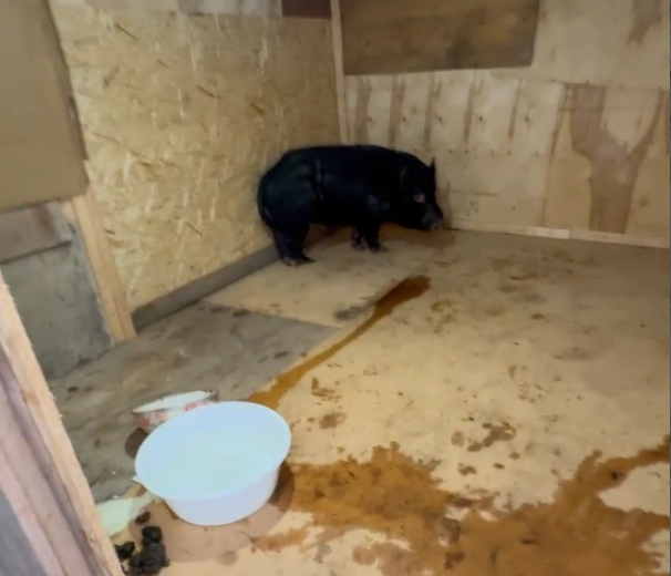 Фото: скриншот с видео/ВК-сообщество 