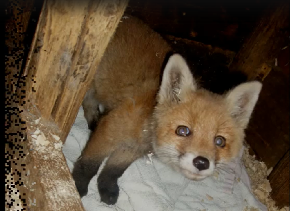 Фото: скриншот с видео/ВК-сообщество Реабилитационный центр диких животных 