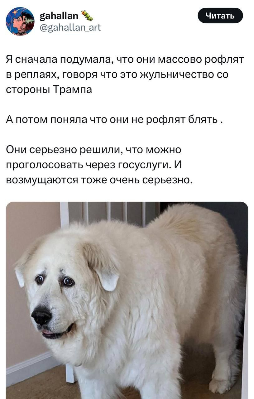 мем про выборы