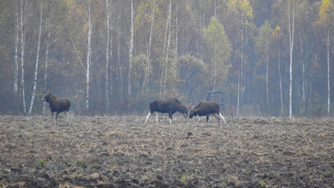Лоси