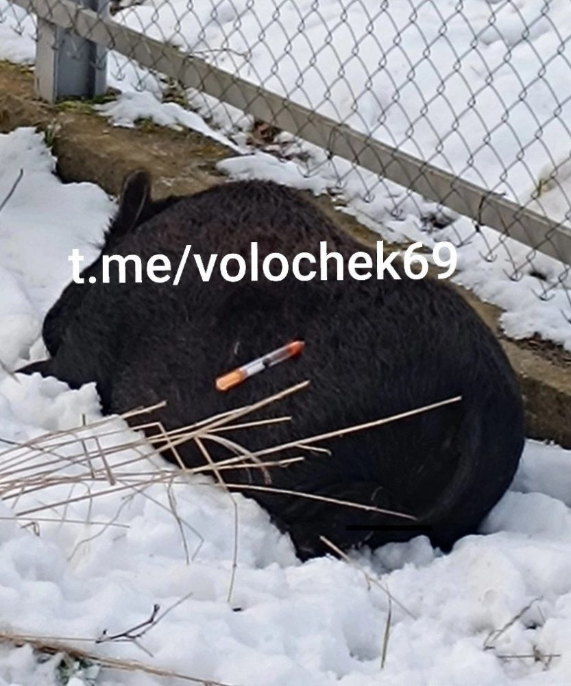 свинья под снотворным вышний волочёк