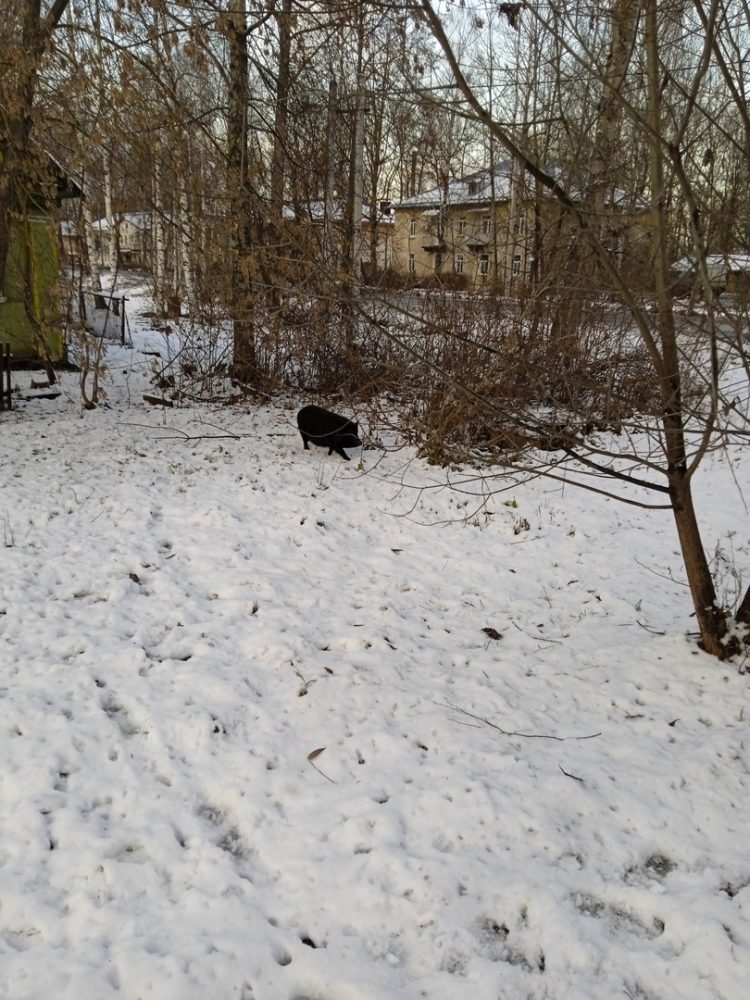 черная хрющка вышний волочек