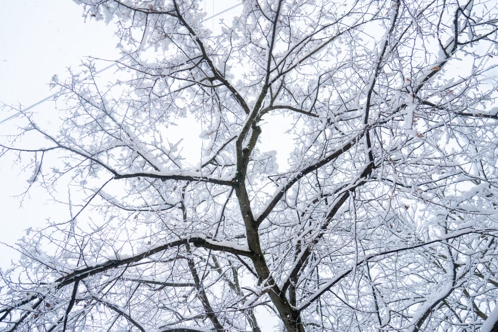 Фото: Андрей Зубов/РИА Верхневолжье