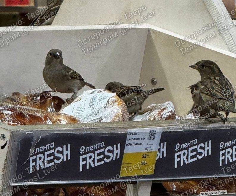 Фото: тг-канал 