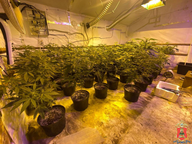 вышневолоцкий наркобарон умвд 1