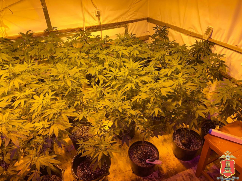 вышневолоцкий наркобарон умвд 2