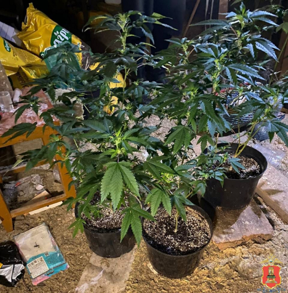 вышневолоцкий наркобарон умвд 3