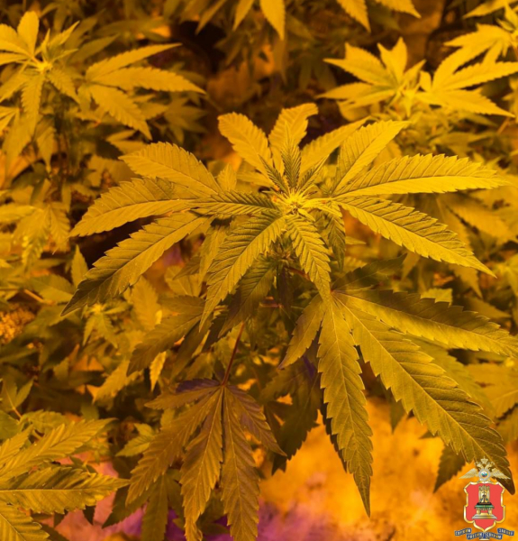 вышневолоцкий наркобарон умвд 4