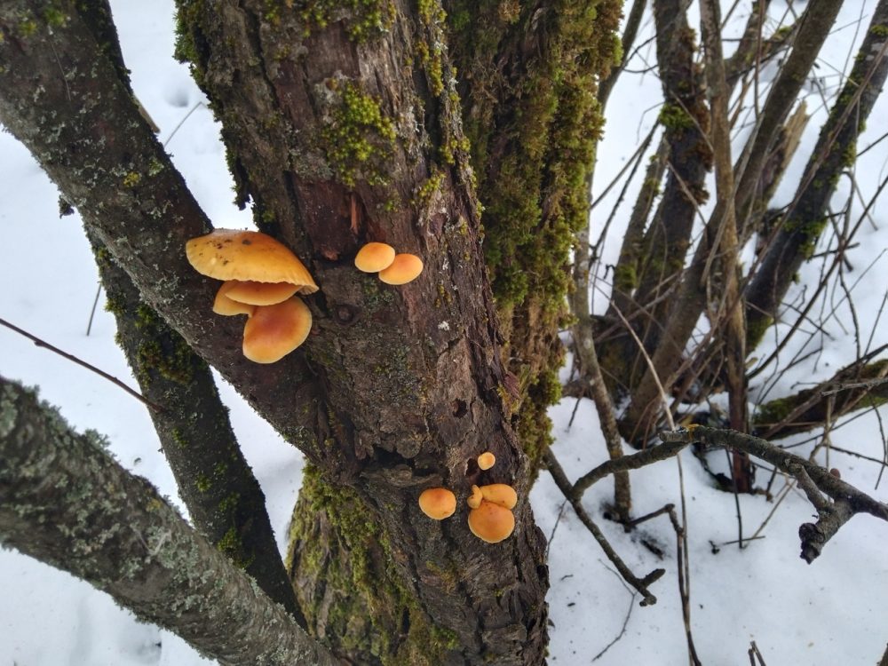 грибы тургиново 1