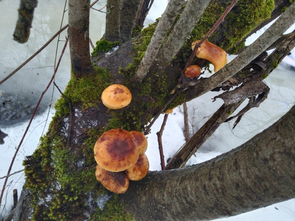 грибы тургиново 2