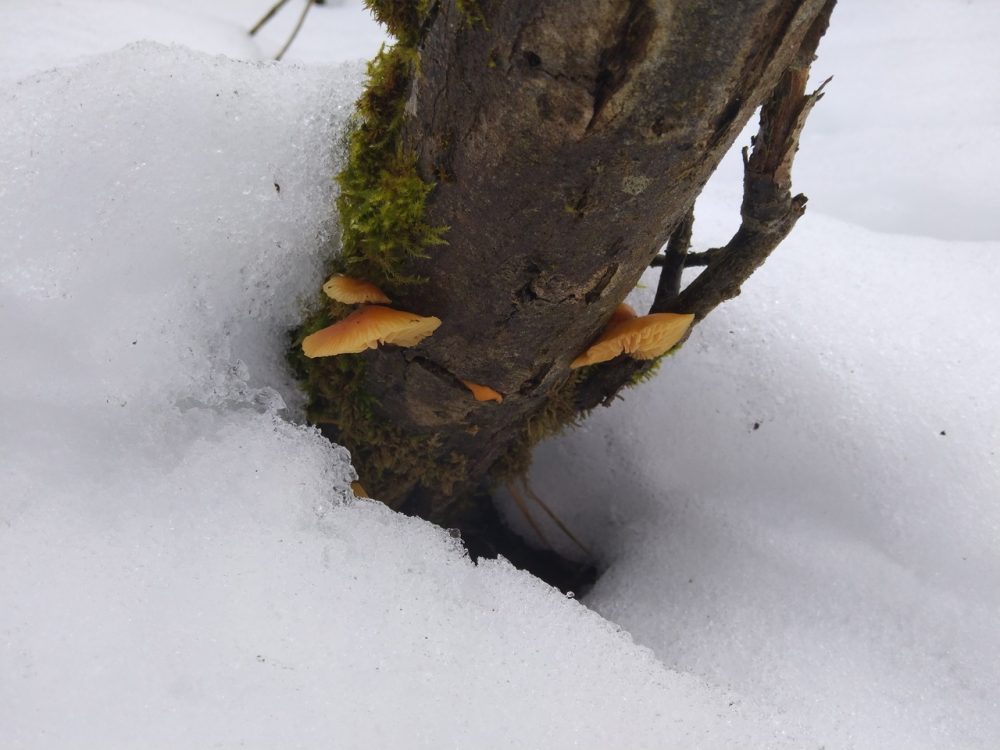 Фото: Семен Шишков/ВК-сообщество 