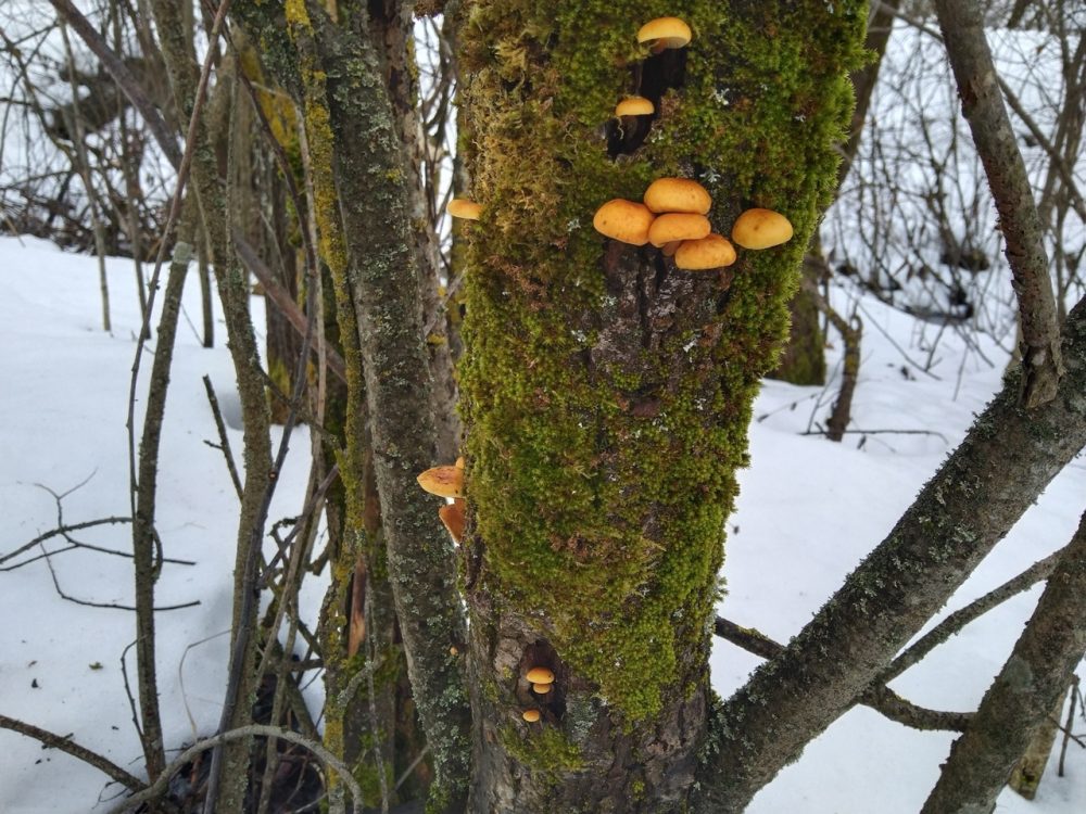 грибы тургиново 4