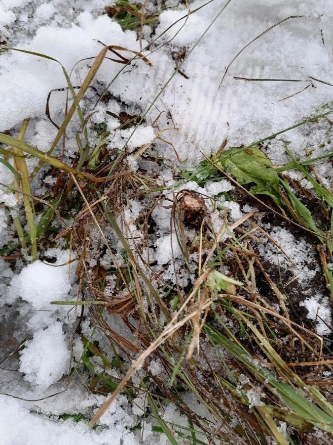 Фото:  ВК-сообщество «Михайловское сельское поселение»
