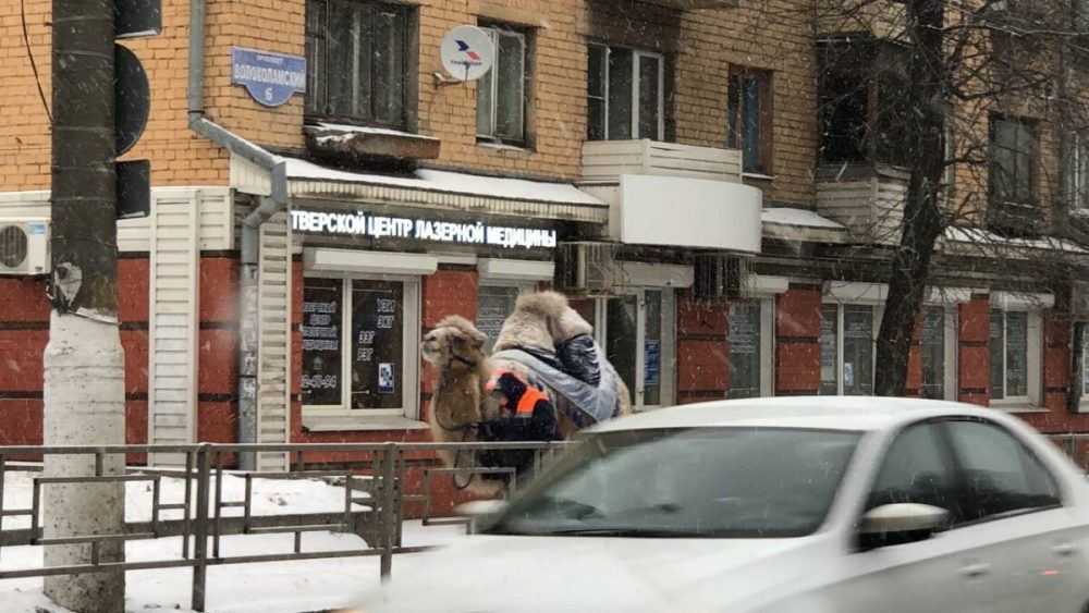 светлана савинова одногорбый верблюд в твери 1