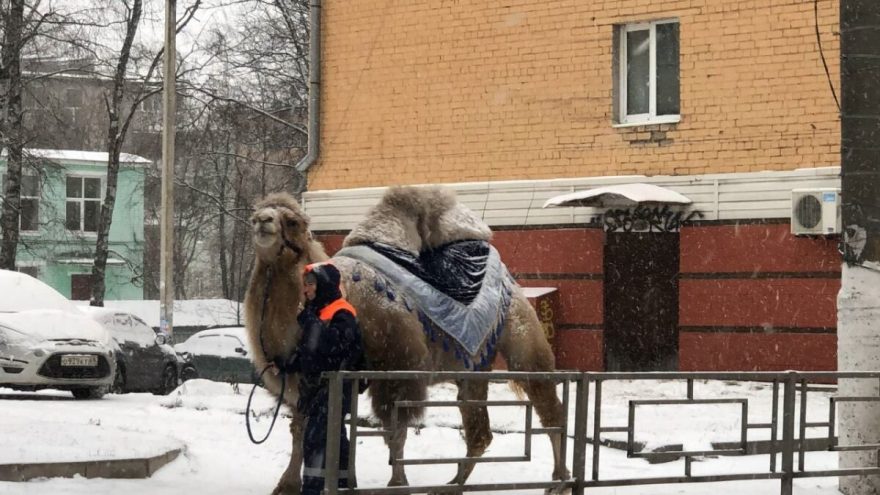 светлана савинова одногорбый верблюд в твери