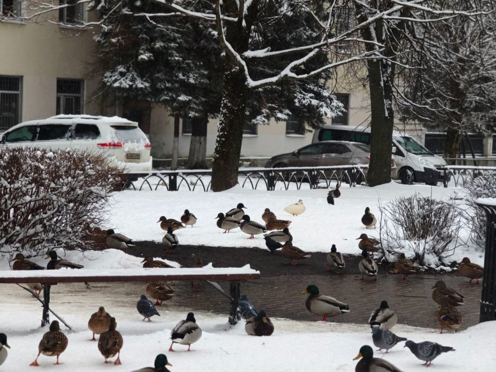 странная утка ворчук илья 2