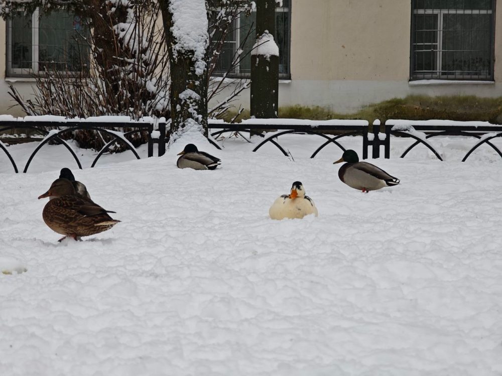 странная утка ворчук илья 3