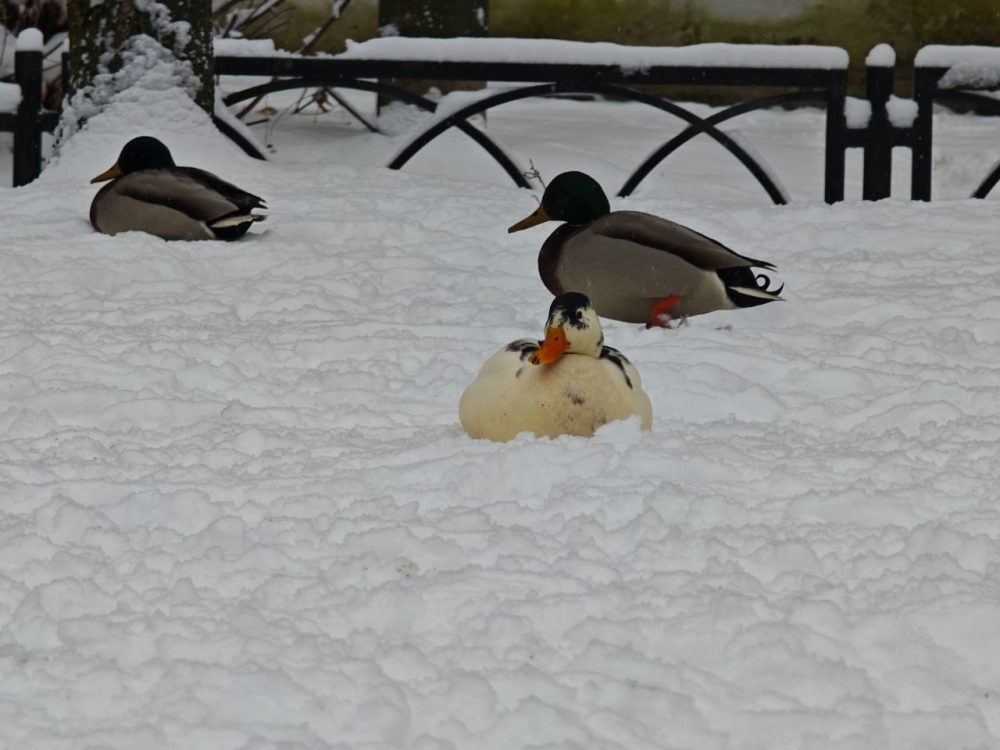 Фото: Илья Ворчук