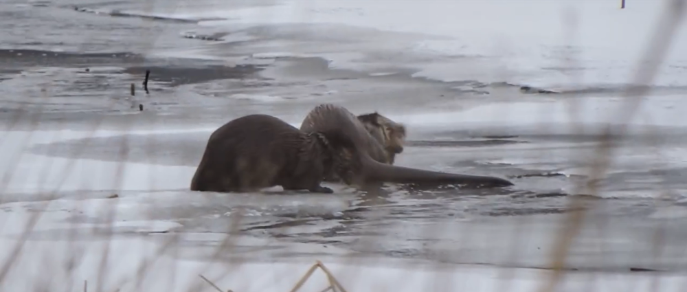 Фото: скриншот с видео Юлии Афанасьевой/ВК-сообщество 
