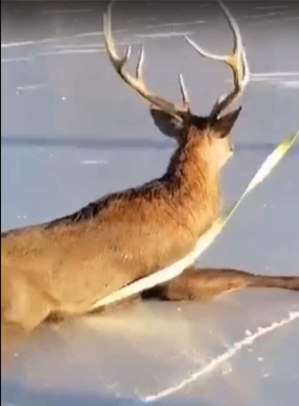Фото: скриншот с видео/ВК-сообщество Росрыболовство