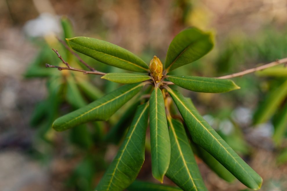 Ботанический сад