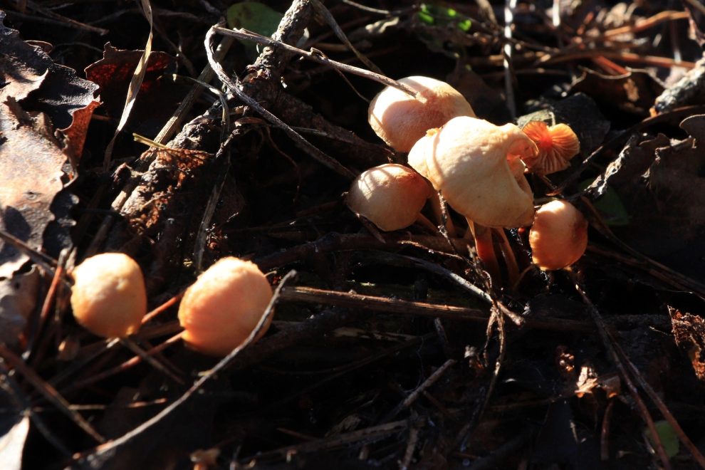 Фото: Светлана Рысенкова\ группа 