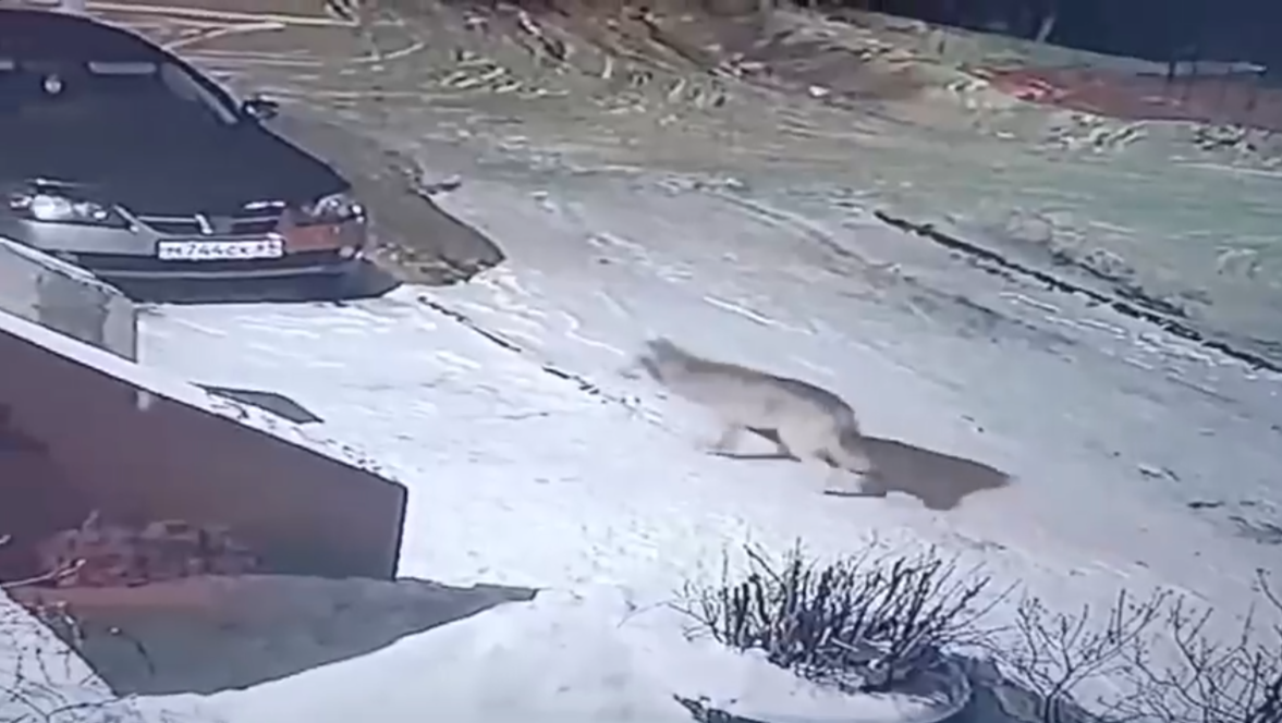 Фото: скрин с видео из группы ВК 