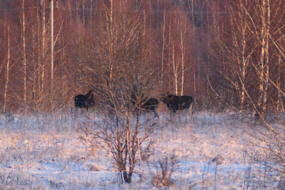 Фото: Виталий Грачёв/ВК-сообщество 