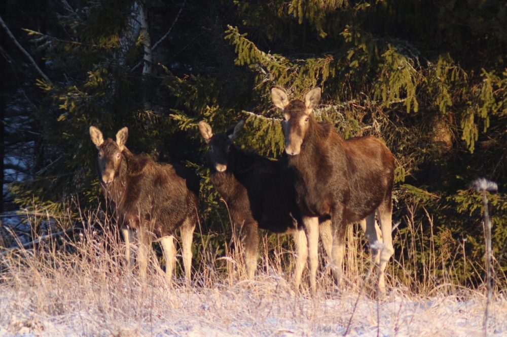 лоси сонково 2