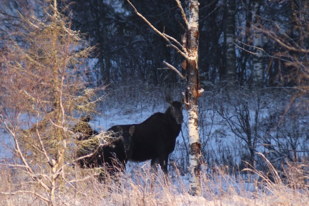 лоси сонково 3