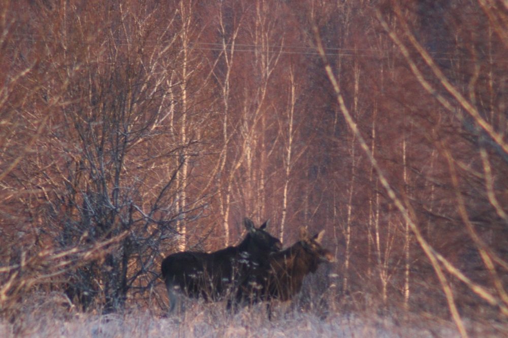 лоси сонково 4