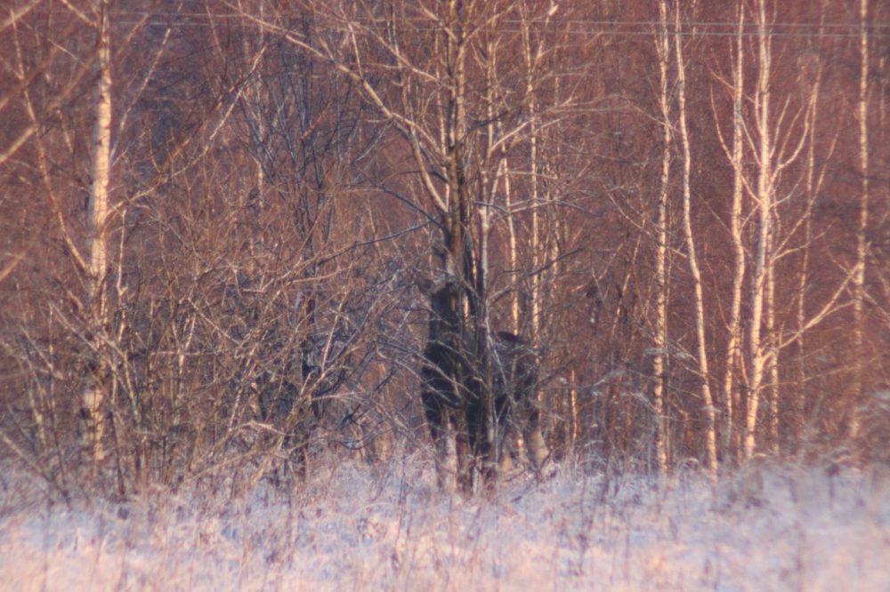 лоси сонково 5