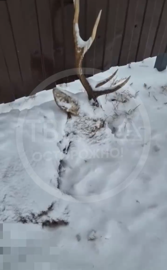 олень тургиново