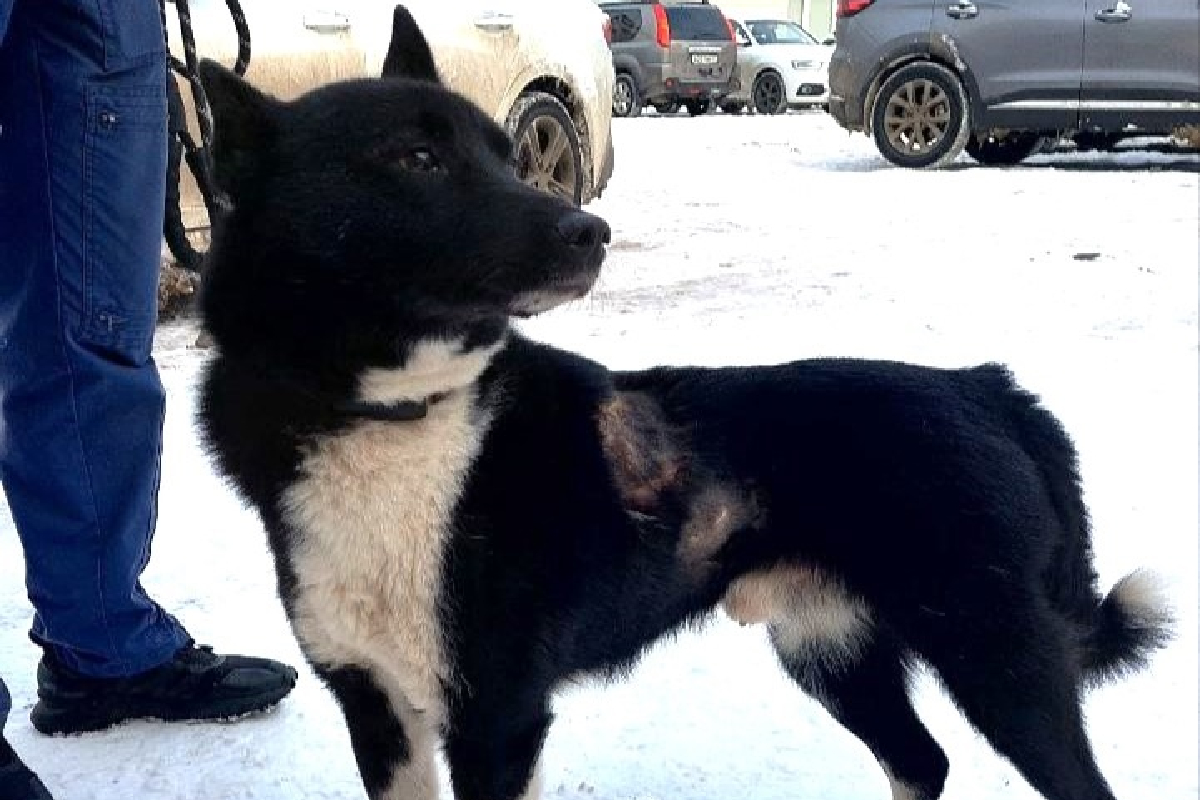 Фото: ветклиника Барс