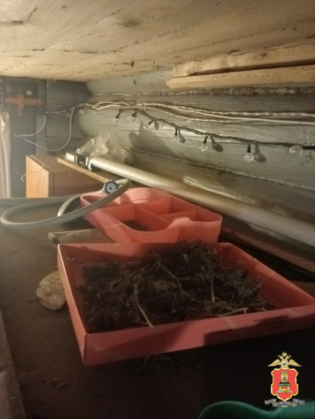 марихуана, кимры800x600