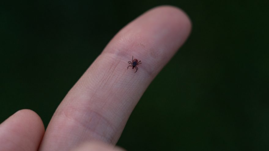 Клещи Фото Андрея Зубова