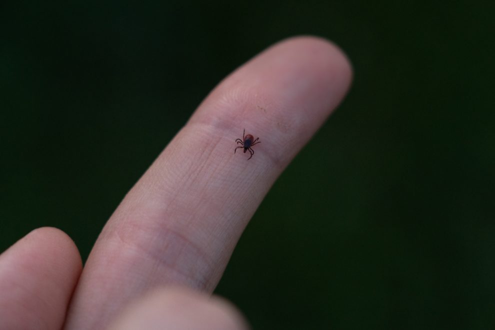 Фото: Андрей Зубов/РИА Верхневолжье