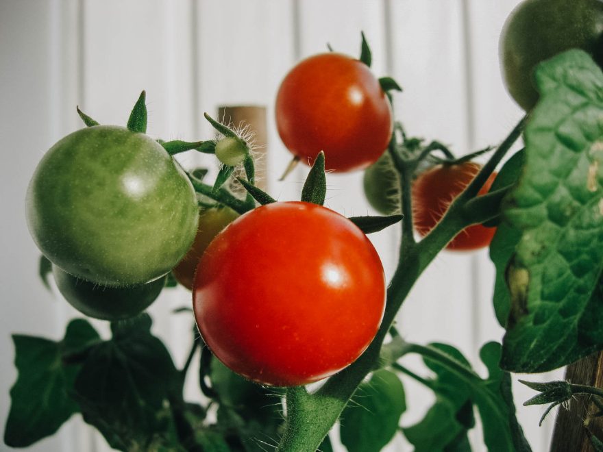 Фото: Леонид Смирнов/РИА Верхневолжье