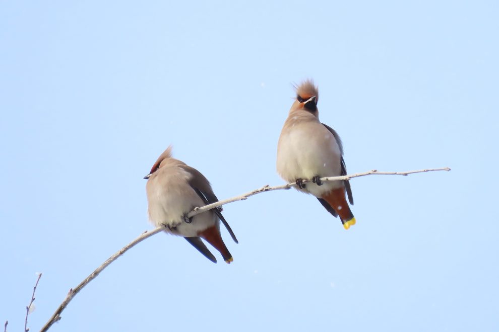 Свиристели