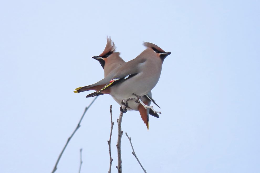 Свиристели