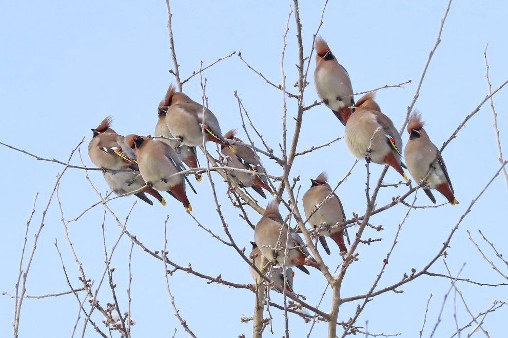 Свиристели