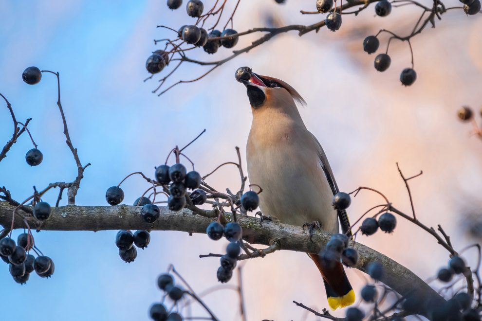 Свиристели