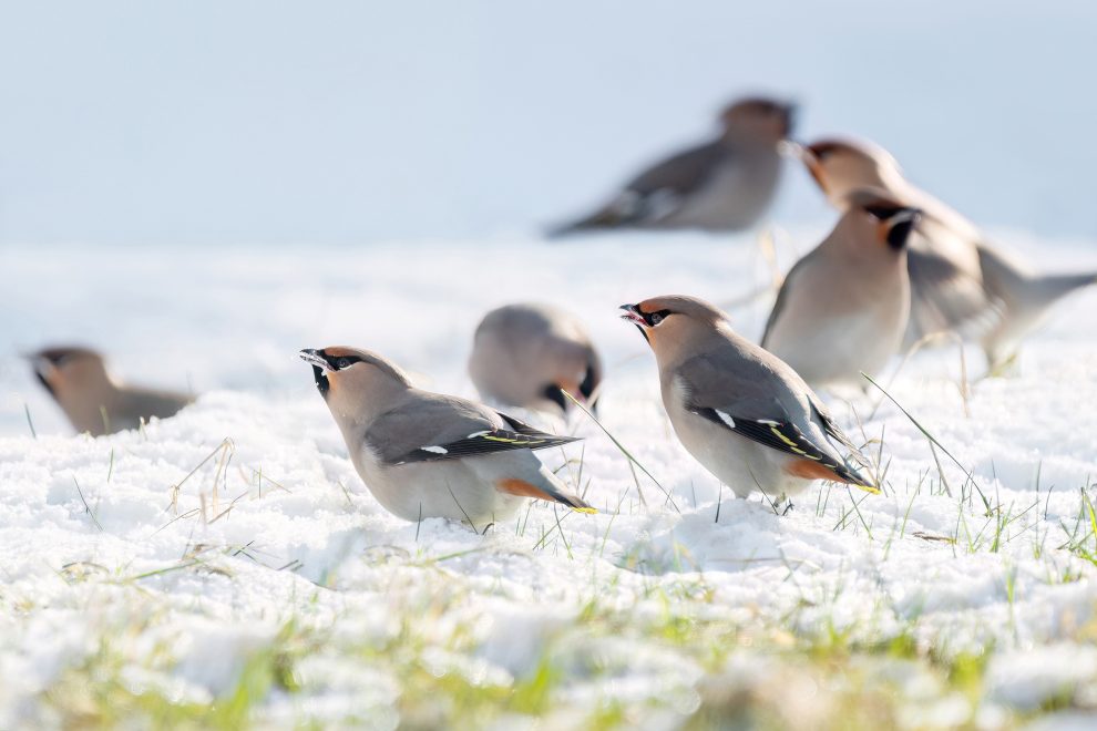 Свиристели