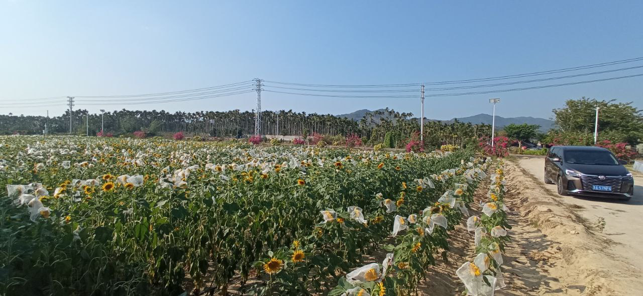 китай, лён (6)